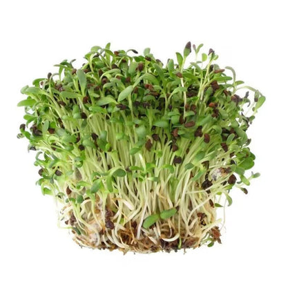 Fenugreek Microgreens - Fresh Aisle