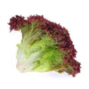 Fresh Lettuce Lollo Rosso