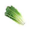 Fresh Lettuce Romaine