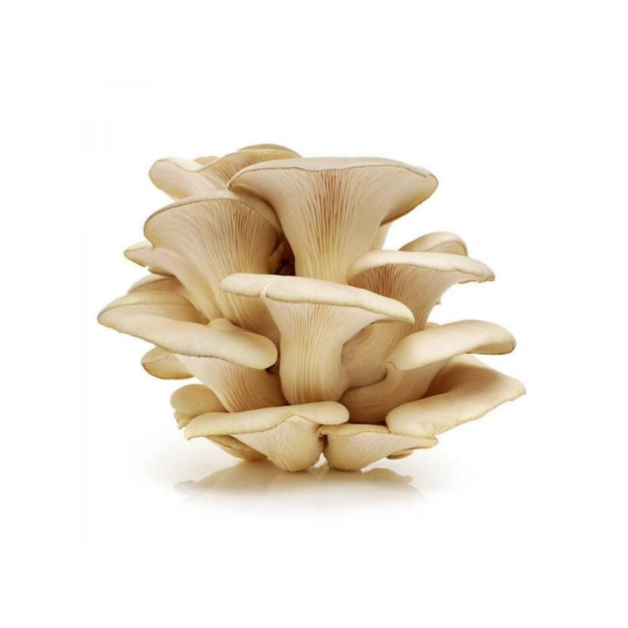 Fresh Oyster Mushrooms
