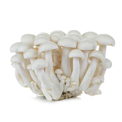 Fresh Shimeji Mushroom White