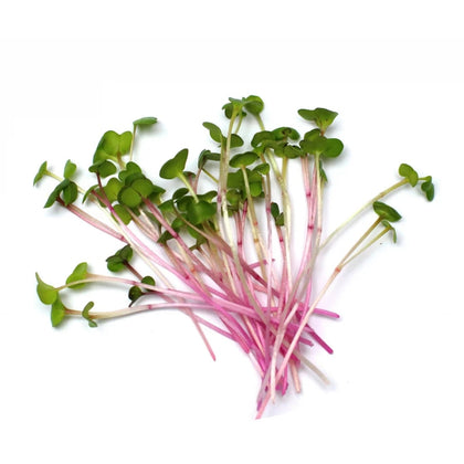 Pink Radish Microgreens - Fresh Aisle