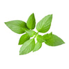 Thai Basil (Hydroponic) - Fresh