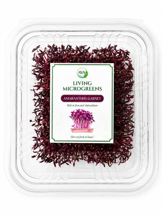 Premium Living Amaranthus Garnet Microgreens - Ava