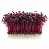 Premium Living Amaranthus Garnet Microgreens - Ava
