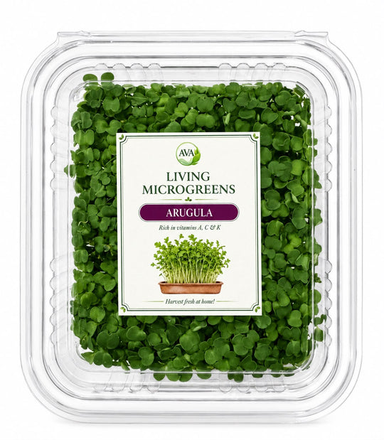 Living Arugula Microgreens - Ava