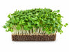 Living Arugula Microgreens - Ava