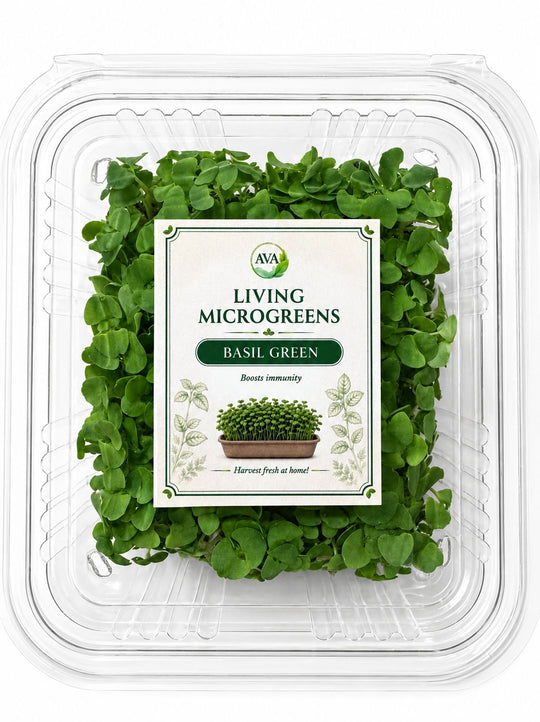 Living Basil Green Microgreens - Ava