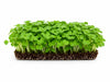 Living Basil Green Microgreens - Ava