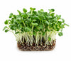 Living Broccoli Microgreens - Ava
