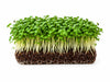 Premium Living Garden Cress Microgreens - Ava