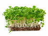 Living Green Mustard Microgreens - Ava