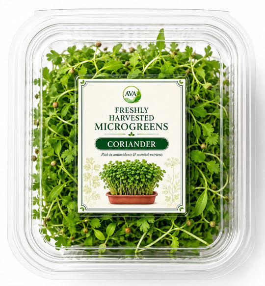 Freshly Harvested Coriander Microgreens - Ava