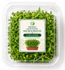 Freshly Harvested Coriander Microgreens - Ava