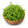 Freshly Harvested Coriander Microgreens - Ava