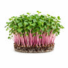 Living Pink Radish Microgreens - Ava