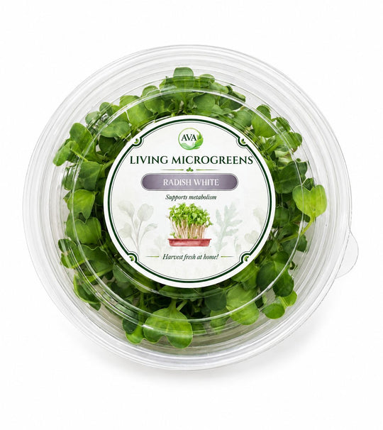 Living White Radish Microgreens - Ava