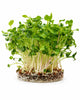 Living White Radish Microgreens - Ava