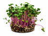 Living Radish China Rose Microgreens - Ava