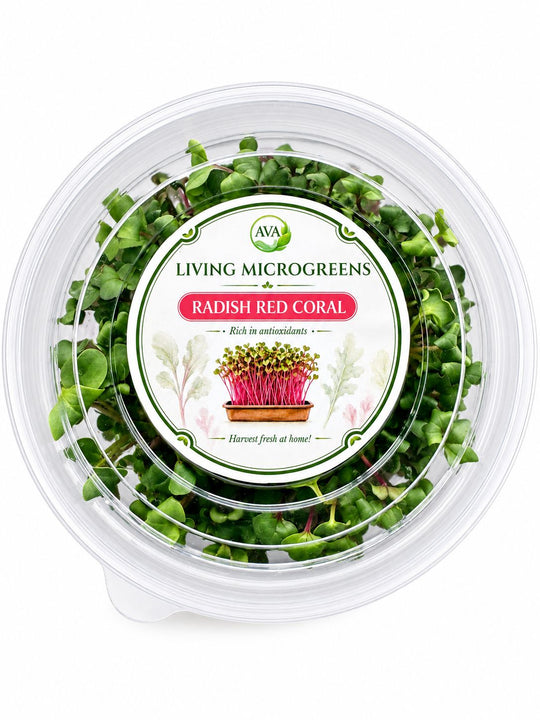 Living Radish Red Coral Microgreens - Ava