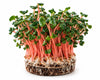 Living Radish Red Coral Microgreens - Ava