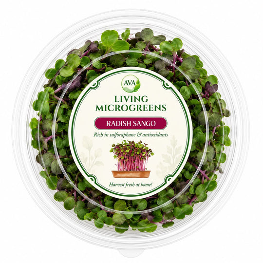 Living Radish Sango Microgreens - Ava