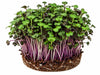 Living Radish Sango Microgreens - Ava
