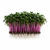 Premium Living Red Cabbage Microgreens - Ava