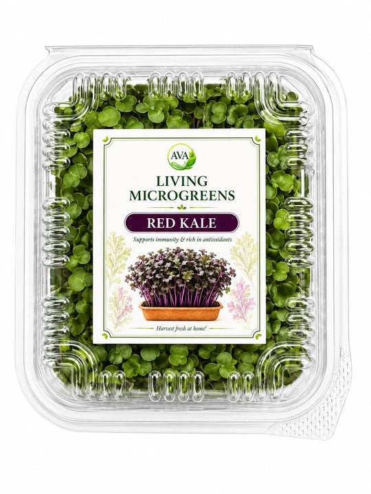 Premium Living Red Kale Microgreens - Ava