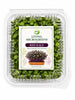 Premium Living Red Kale Microgreens - Ava