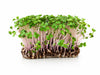 Premium Living Red Kale Microgreens - Ava