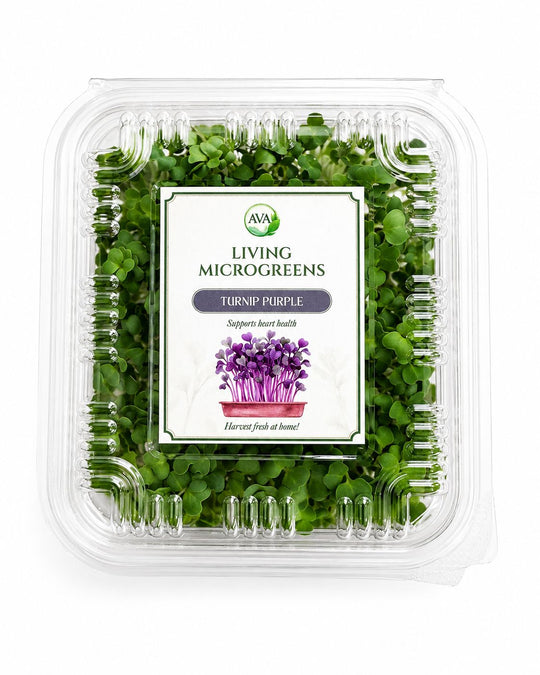 Living Turnip Purple Microgreens - Ava