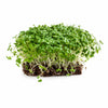 Living Turnip Purple Microgreens - Ava