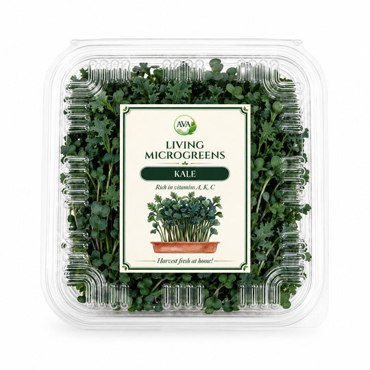Premium Living Kale Microgreens - Ava