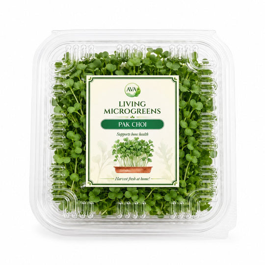 Living Pakchoi Microgreens - Ava