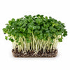 Living Pakchoi Microgreens - Ava