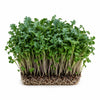 Premium Living Kale Microgreens - Ava