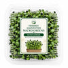Freshly Harvested Sunflower Microgreens - Ava