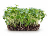 Living Komatsuna Microgreens - Ava