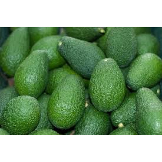 Avocado Raw Tanzania - Fresh