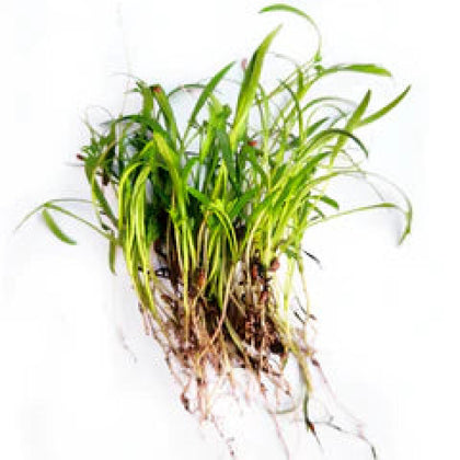 Carrot Microgreens - Fresh Aisle