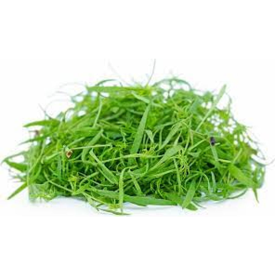 Dill Microgreens - Fresh Aisle