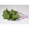 Fresh Aisle - Khol Rabi Microgreens