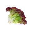 Fresh Lettuce Lollorosso Green (Hydroponic)