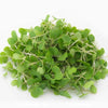 Kale Microgreens - God’s Greens