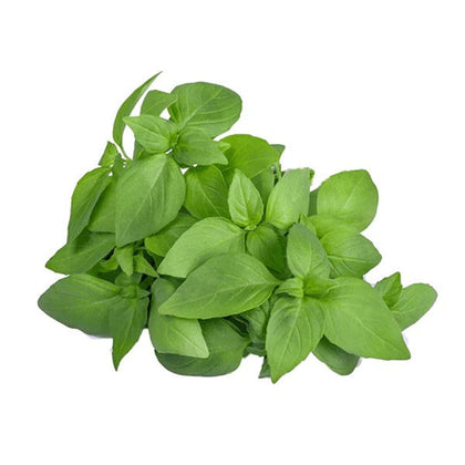Lemon Basil (Hydroponic)- Fresh