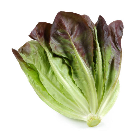 Lettuce Romaine Red - Fresh