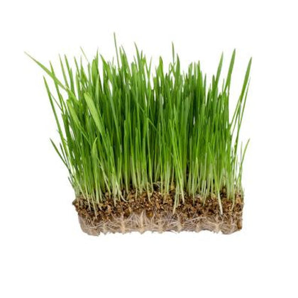 Oatgrass Microgreen - Fresh
