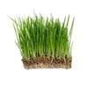 Oatgrass Microgreen - Fresh
