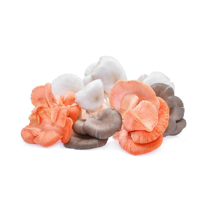 Oyster Colour Mix - Fresh